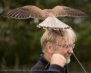 A bit of trouble with a kestrel