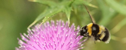 Bee and thistle