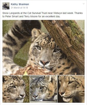 Big cat photography review