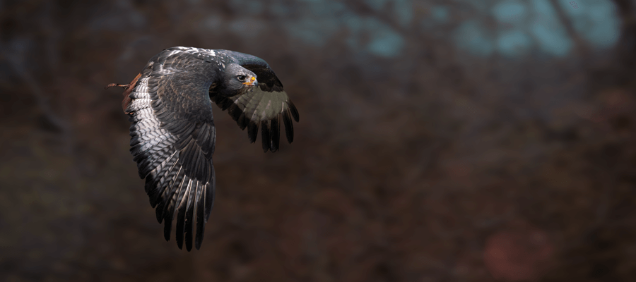 Birds of Prey & Action in Birds of Prey Action Photography, Sevenoaks, Kent, TN14 7LJ