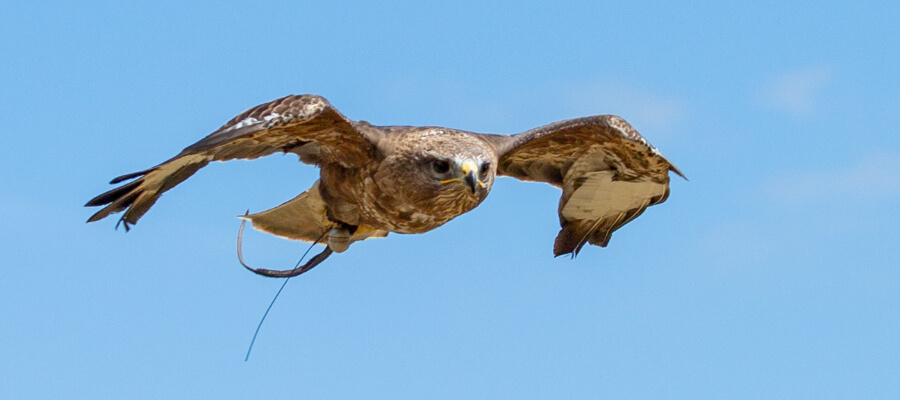 Birds of Prey & Action in Birds of Prey, Durham Dales