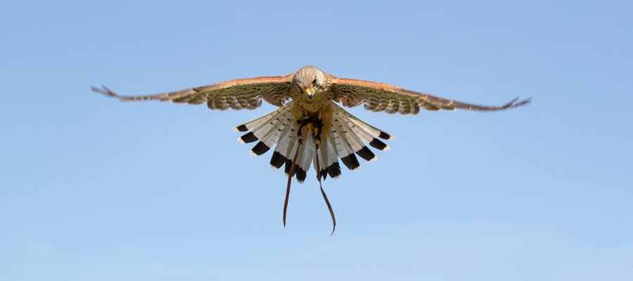 Birds of Prey & Action in Fens Falconry, Wisbech, Cambridgeshire