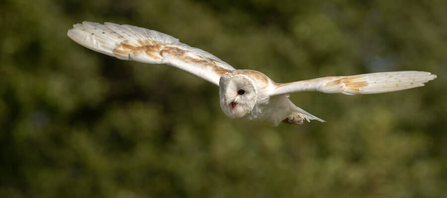 Birds of Prey & Action in Fens Falconry, Wisbech, Cambridgeshire