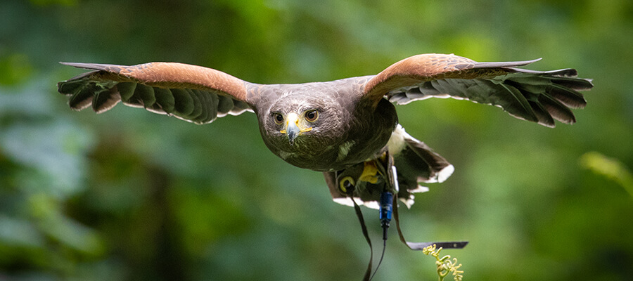 Birds of Prey & Action in Hawk Walks, Chawton