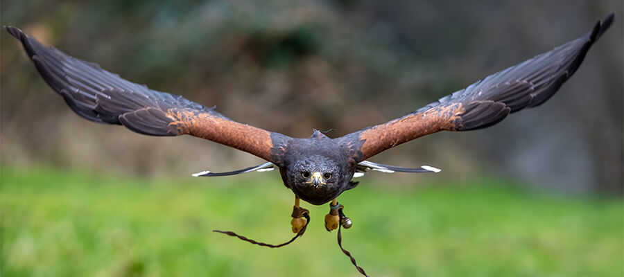 Birds of Prey & Action in Hawk Walks, Chawton
