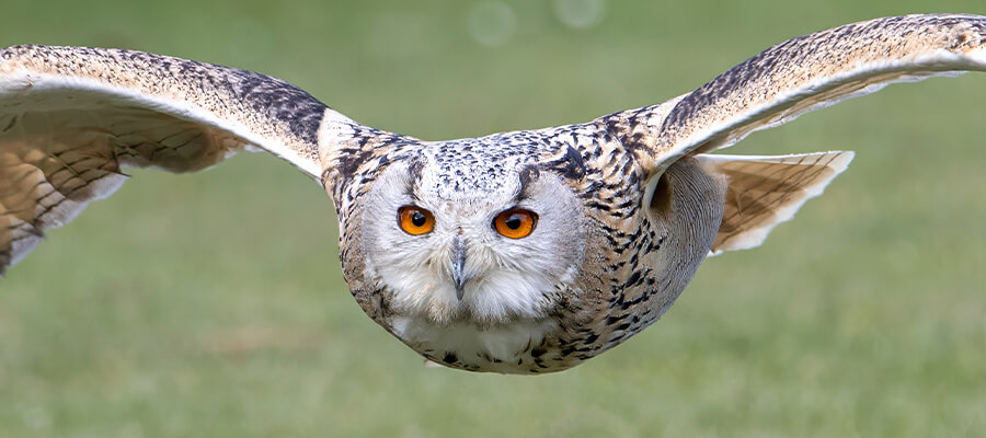 Birds of Prey & Action in Liberty's Owl, Raptor & Reptile Centre