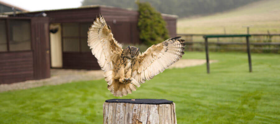 Birds of Prey & Action in Mere Down Falconry, Wiltshire