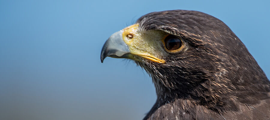 Birds of Prey & Action in North Somerset Bird of Prey Centre