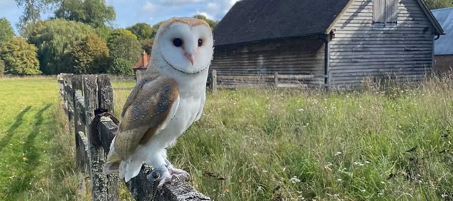 Birds of Prey & Action in Owl Walks, Chawtown
