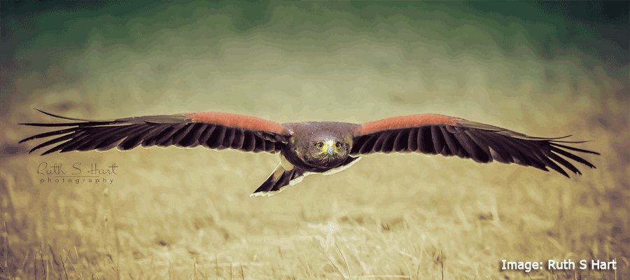 Birds of Prey & Action in Photography Events in Yorkshire