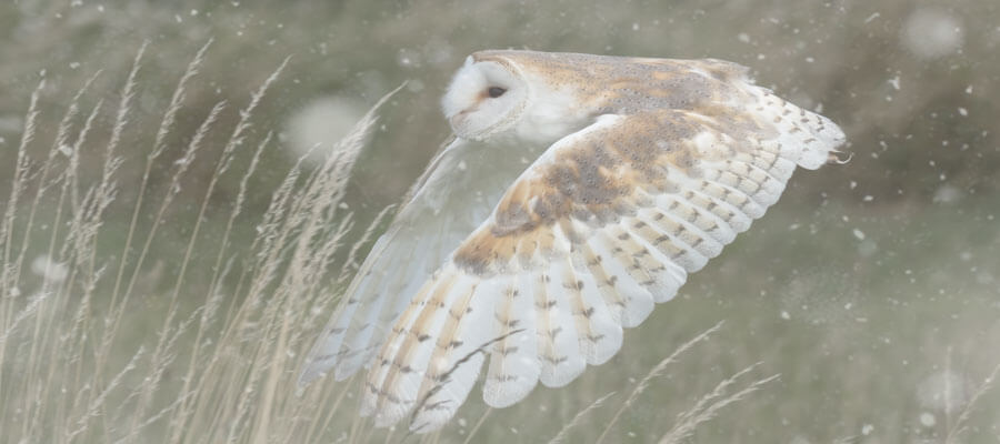 Birds of Prey & Action in Photography Events in Yorkshire