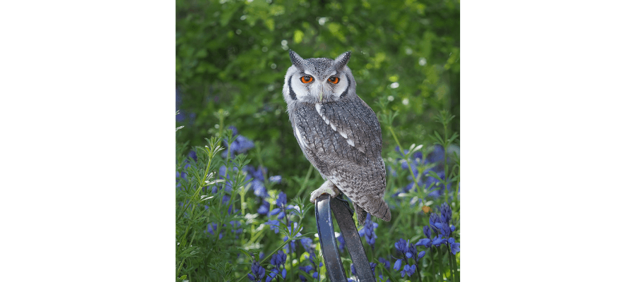 Birds of Prey & Action in Yorkshire