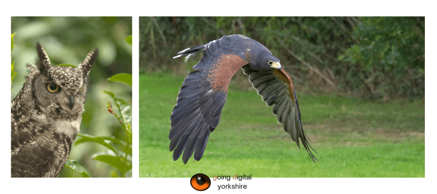 Birds of Prey & Action in Yorkshire