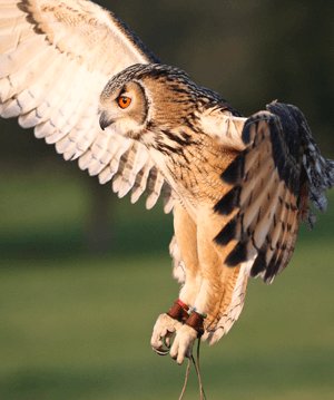 Birds of prey photography