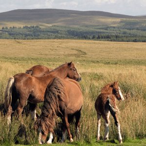 Brecon ponies