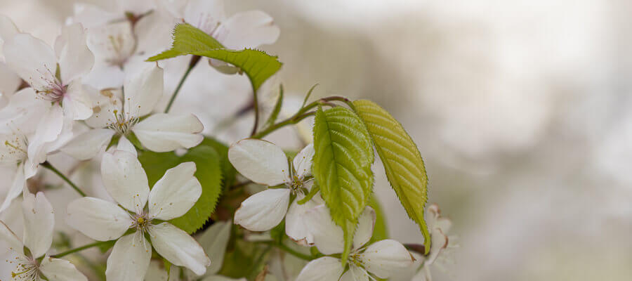 Close-up & Macro in Cambridge