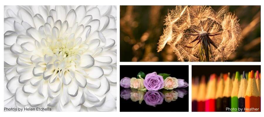 Close-up & Macro in Leeds