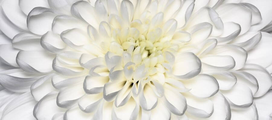 Close-up & Macro in Leeds