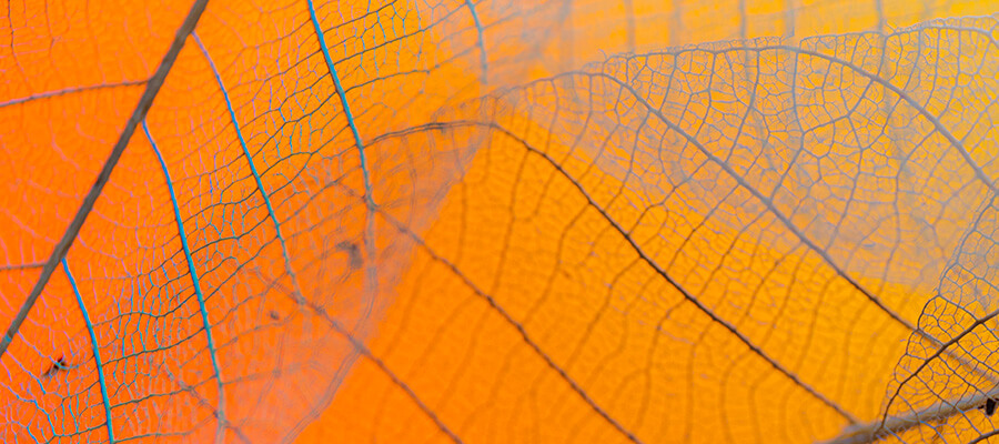 Close-up & Macro in Severn Beach