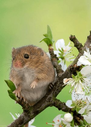Dormouse
