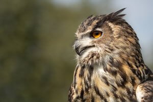 Eurasian Eagle Owl, Birds of Prey courses Cambridgeshire