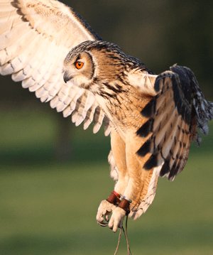 flight owl