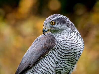 goshawk side bar