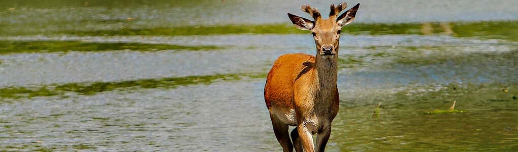 Wildlife Photography Courses Bushy Park, London. Deer Rut, Birds