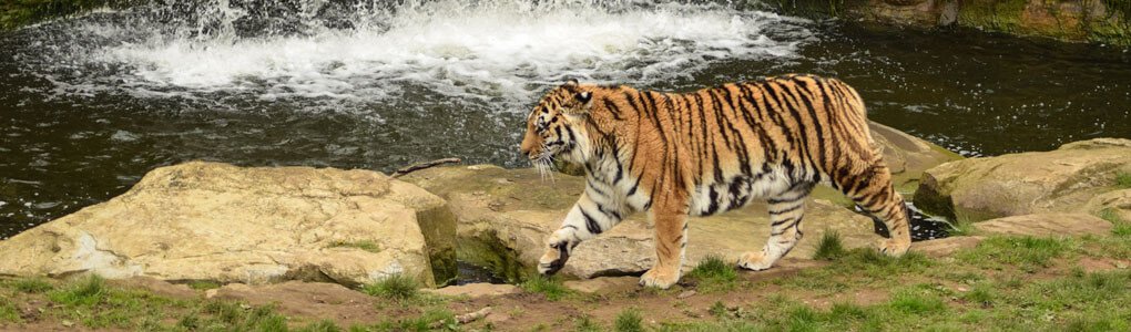Wildlife Photography Courses & Experiences | Yorkshire Wildlife Park