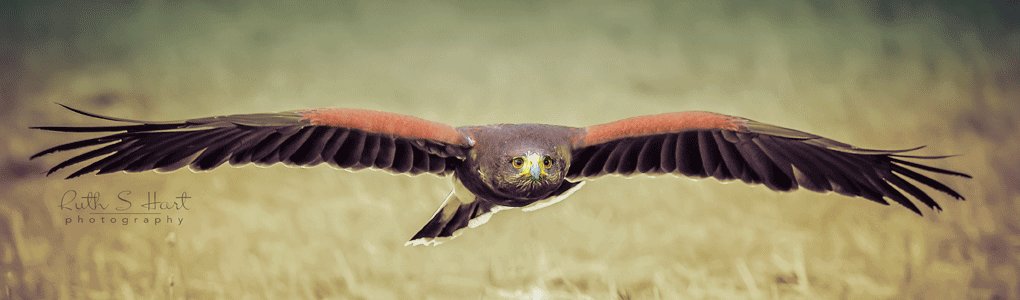 Falconry Bird Control Willows Bird of Prey Centre
