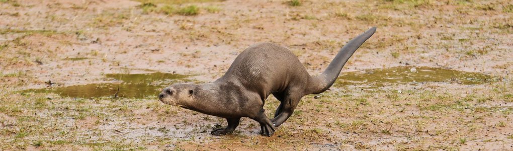 Wildlife Photography Courses & Experiences | Yorkshire Wildlife Park