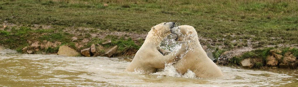Wildlife Photography Courses & Experiences | Yorkshire Wildlife Park