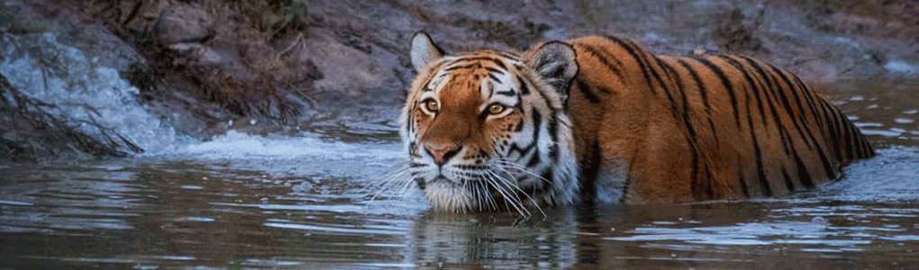 Wildlife Photography Courses | Big Cat Photography | Going Digital
