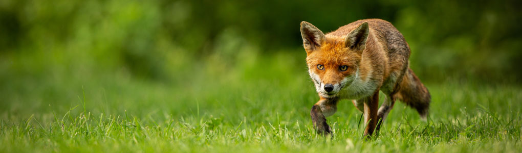 Wildlife Photography Masterclasses | Going Digital