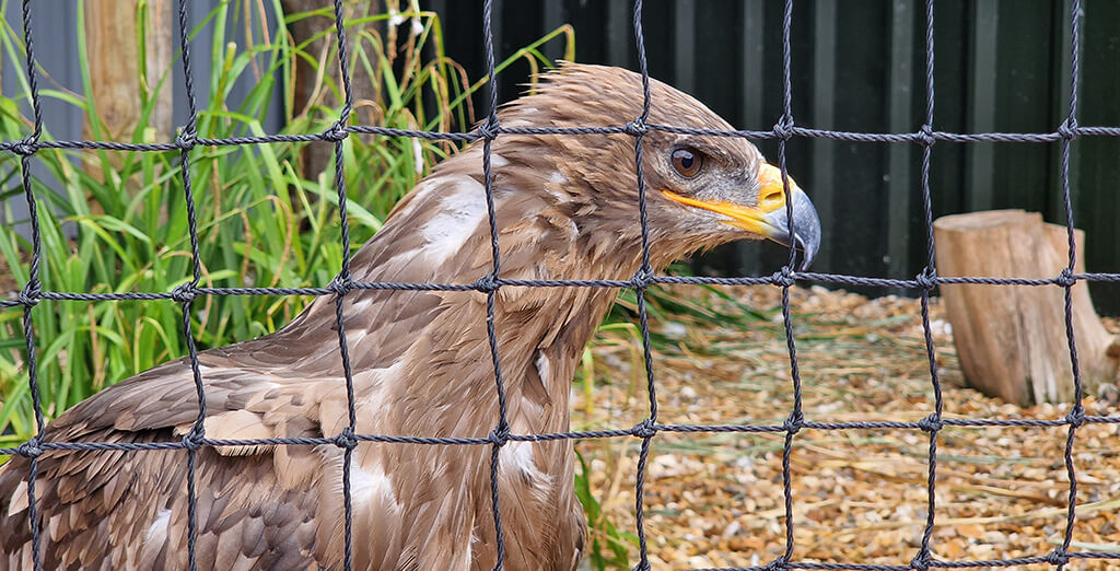 North Somerset Bird of Prey Centre