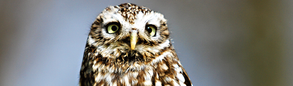Wildlife Photography Courses in London, Surrey, Sussex and Kent