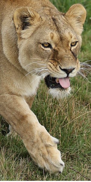 Wildlife Photography Courses & Experiences | Yorkshire Wildlife Park