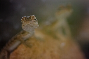 lizard, macro photography