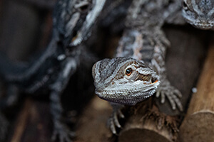 lizard, macro, white post farm