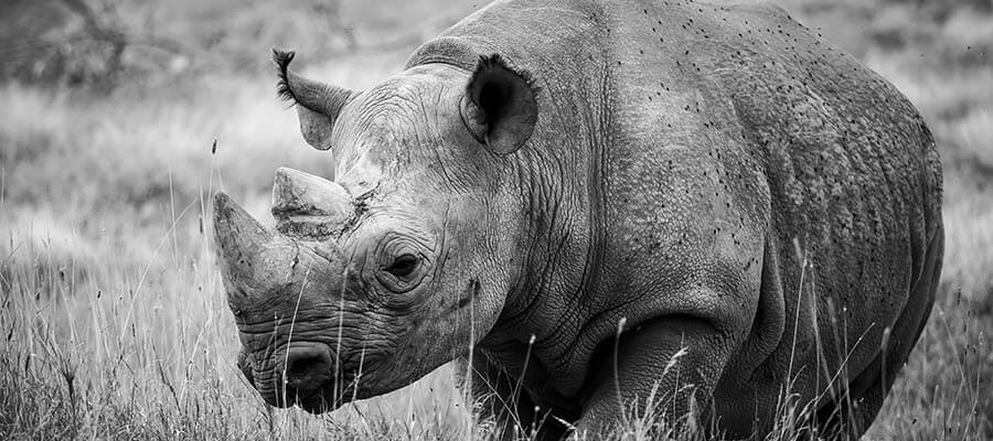 One-to-One Days Yorkshire in Yorkshire Wildlife Park