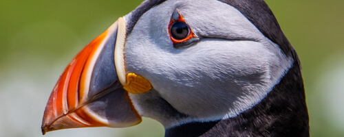 Puffin by Alex Shute