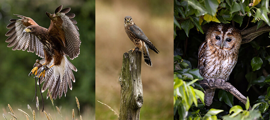 Regional Gift Vouchers in Shropshire Falconry, Shropshire