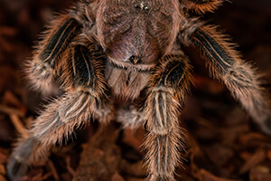 tarantula, macro, wildlife photography