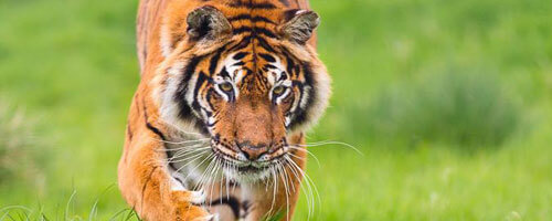Tiger stalking prey