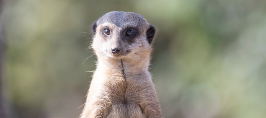 Wildlife & Nature on Location in Northumberland Country Zoo