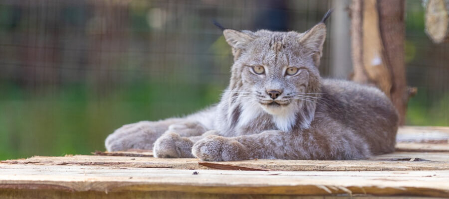 Wildlife & Nature on Location in Northumberland Country Zoo