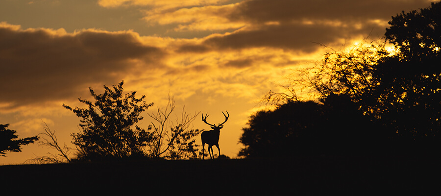 Wildlife & Nature on Location in Nottingham