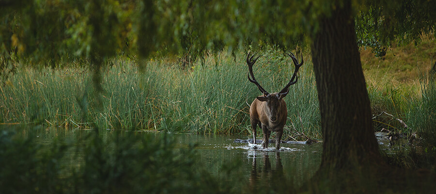 Wildlife & Nature on Location in Nottingham