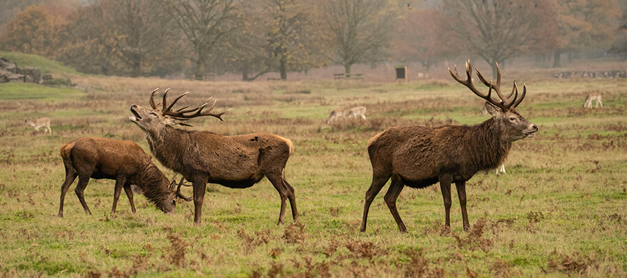 Wildlife & Nature on Location in Tatton Park, Cheshire