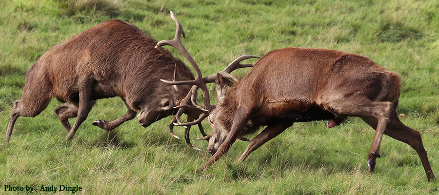 Wildlife & Nature on Location in Tatton Park, Cheshire